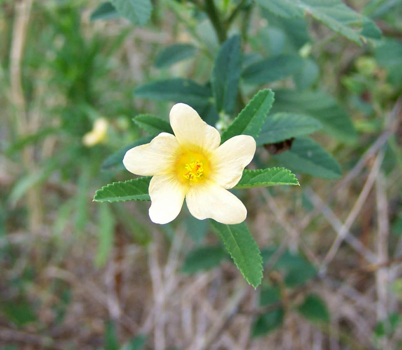 Sida acuta Burm