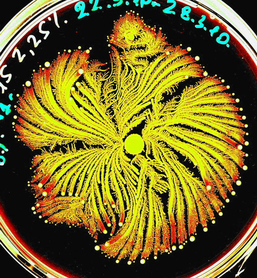 Figure 1: A colony generated by the P. vortex bacteria (about 6cm diameter). Figure 1: A colony generated by the P. vortex bacteria (about 6cm diameter).