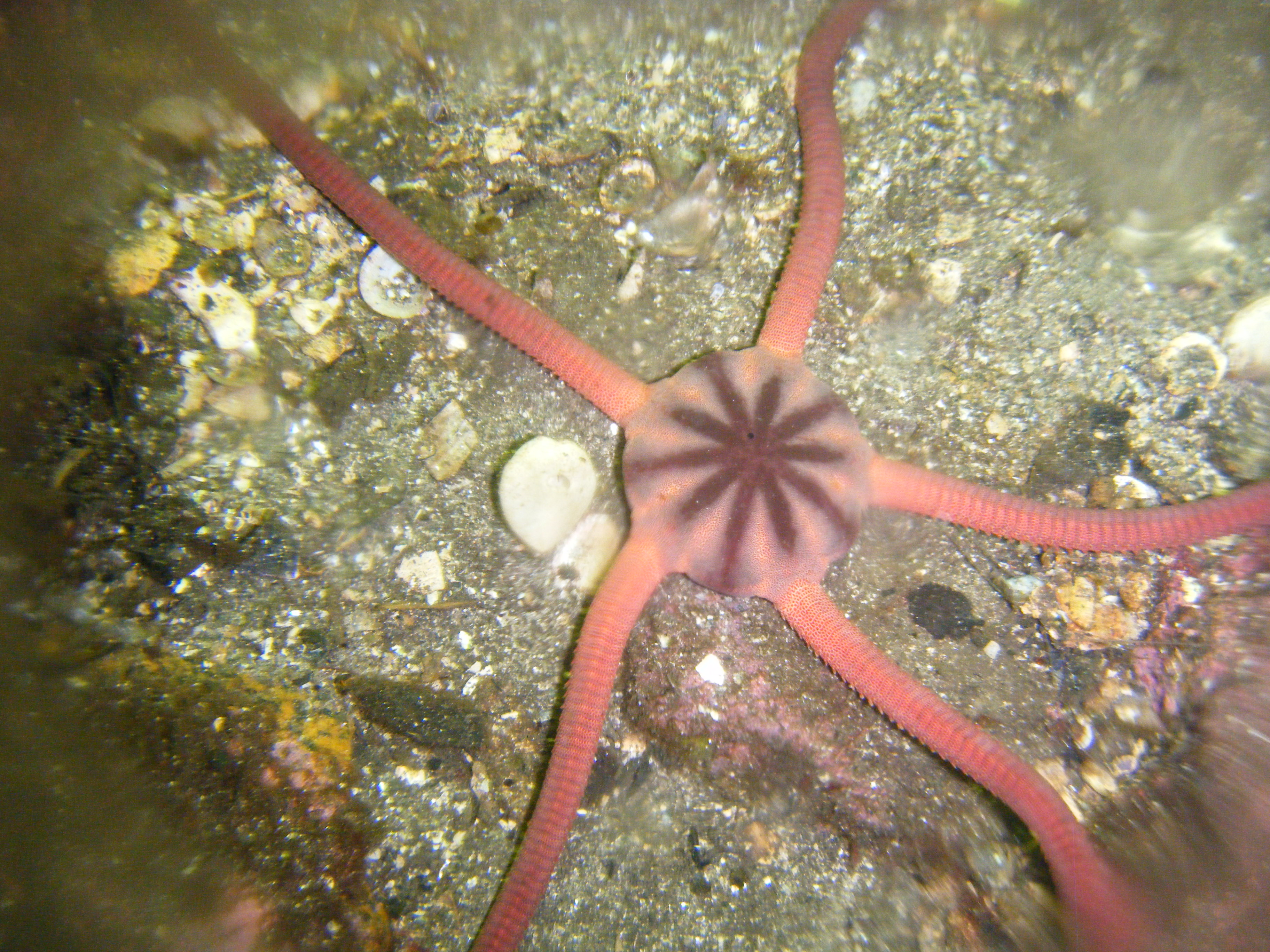A Ruby Brittlestar Ophioderma rubicund found on the seabed of "Garden Jules"