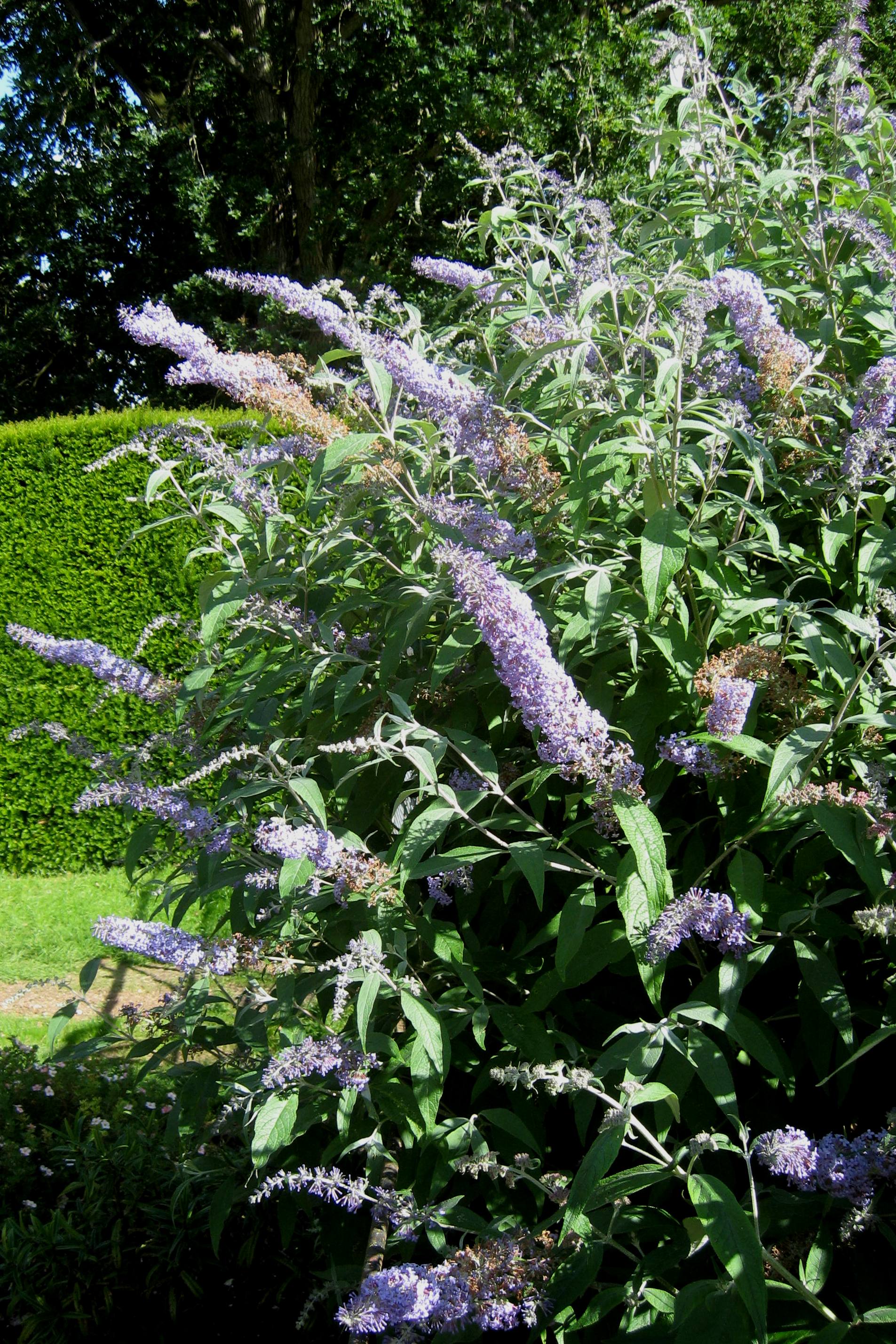 _Buddleja_'West_Hill'_2.jpg