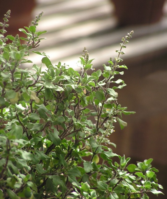 Ocimum sanctum or tulsi is one of the medicinal plants distributed for herbal garden plantation.