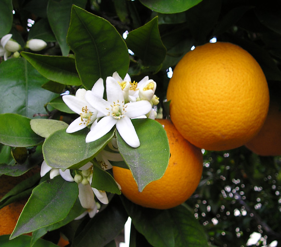 Citrus fruits.