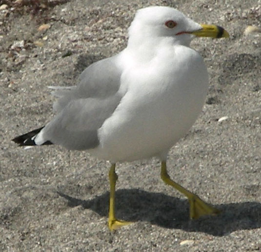 Ring-billed Gull