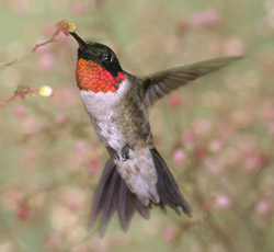 Male ruby-throated hummingbird Archilochus colubris