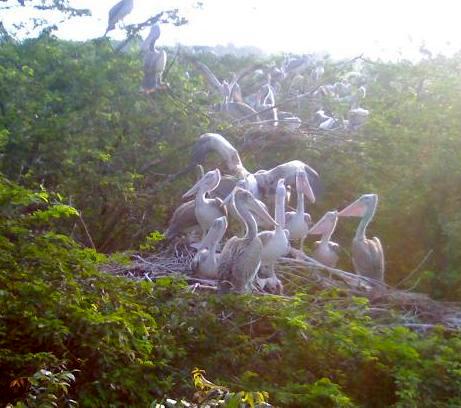 Uppalapadu Pelican Colony, Uppalapadu, Guntur