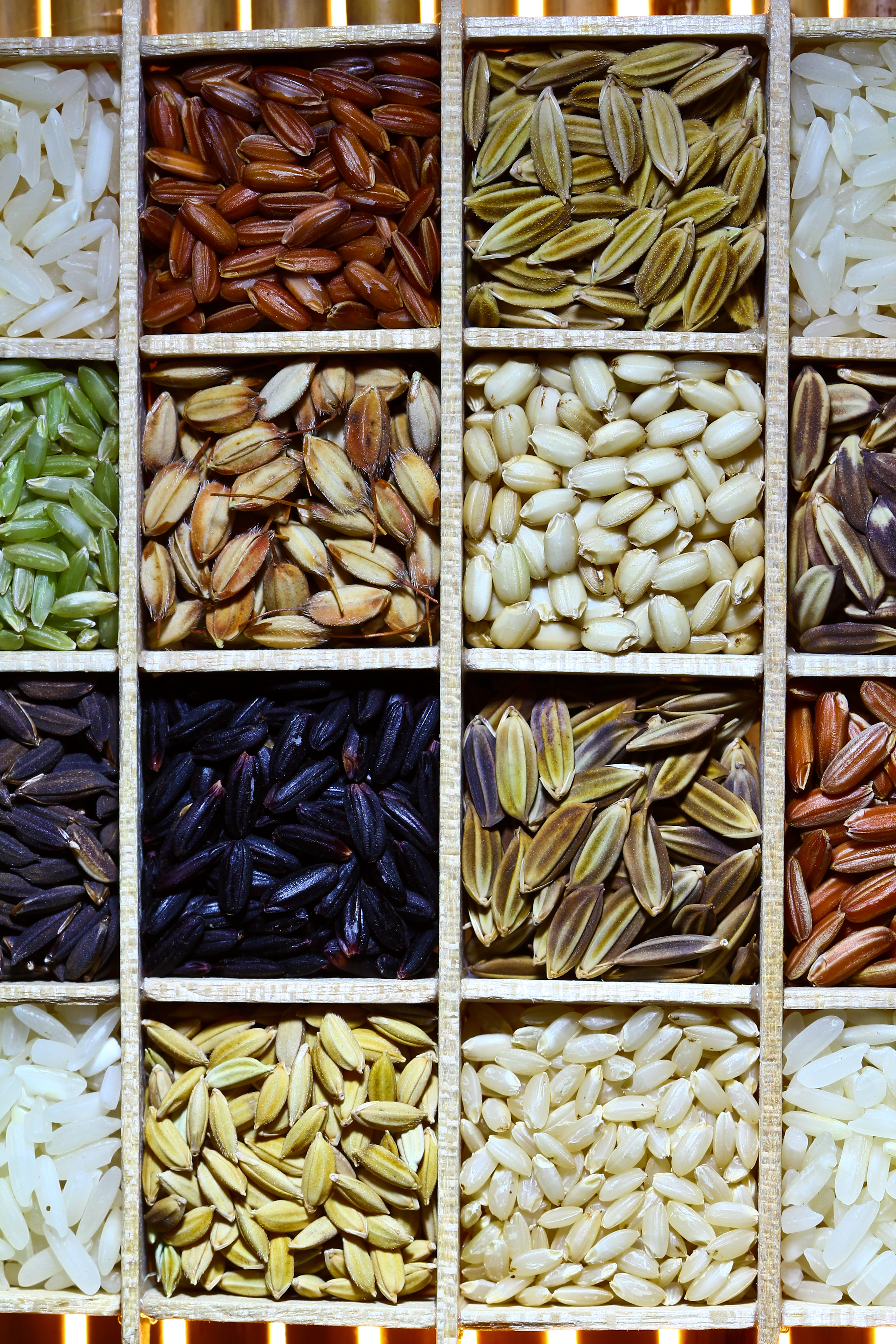 Rice grains showing diversity