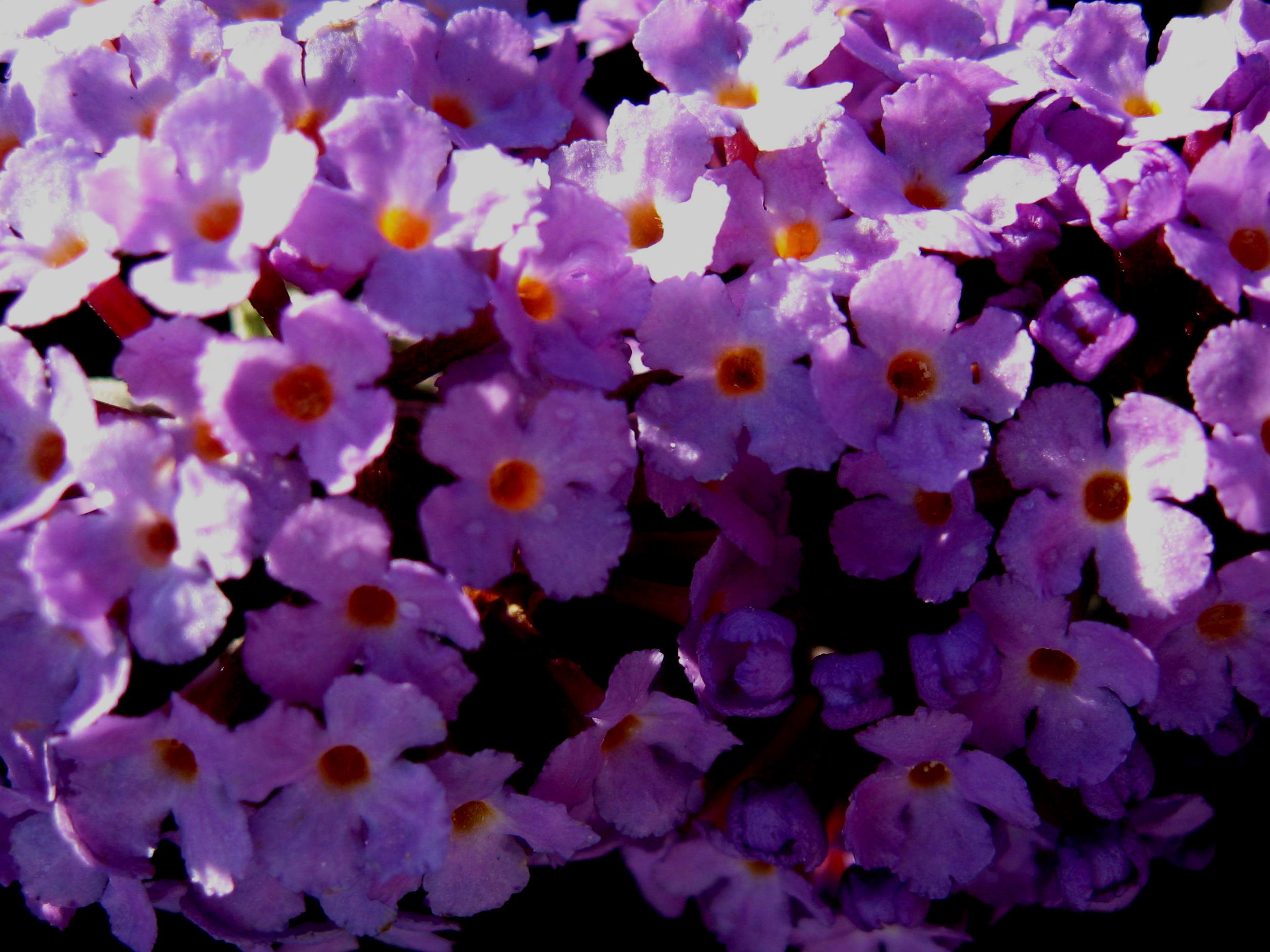 Buddleja_Flutterby_Lavender,_flowers.jpg
