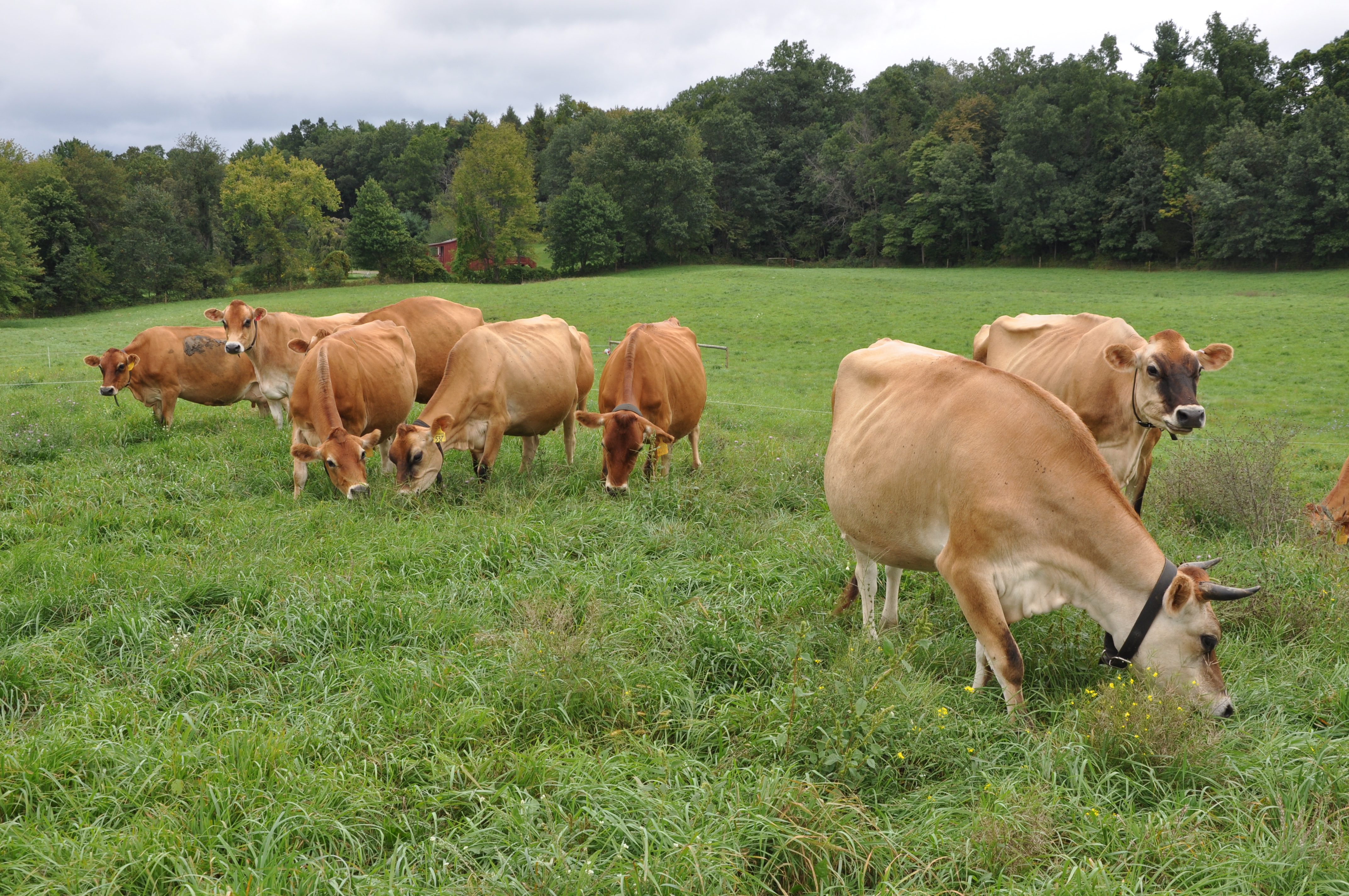 Jersey cattle eating grass in Grazin' Angus Acres farm in Ghent, NY.