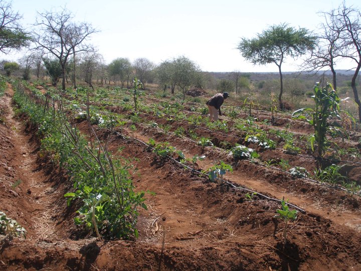 Rows of trees and crops planted by Trees 4 Children volunteers. Rows of trees and crops planted by Trees 4 Children volunteers.