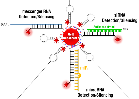 Universal gene silencing tool based on gold nanoparticles functionalized with a fluorophore labeled hairpin-DNA – Gold nanobeacon (Au-nanobeacon) - that effectively detects and silences the specific target (siRNA, miRNA or gene specific mRNA) while simultaneously signalling its action via fluorescence emission in cancer cells. Universal gene silencing tool based on gold nanoparticles functionalized with a fluorophore labeled hairpin-DNA – Gold nanobeacon (Au-nanobeacon) - that effectively detects and silences the specific target (siRNA, miRNA or gene specific mRNA) while simultaneously signalling its action via fluorescence emission in cancer cells.