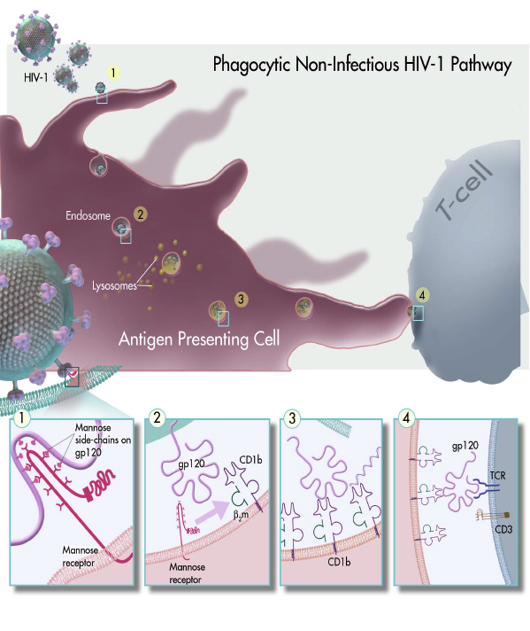 Phagocytic Non-Infectious HIV-1 Pathway