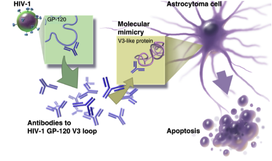 Molecular Mimicry of HIV-1