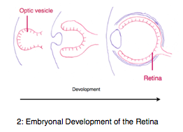 The convex stadium of the retina during evolution is mirrored in the embryonal development in form of the optic vesicle.
