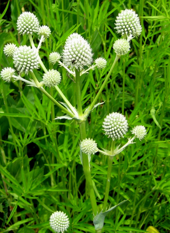 Rattlesnake Master