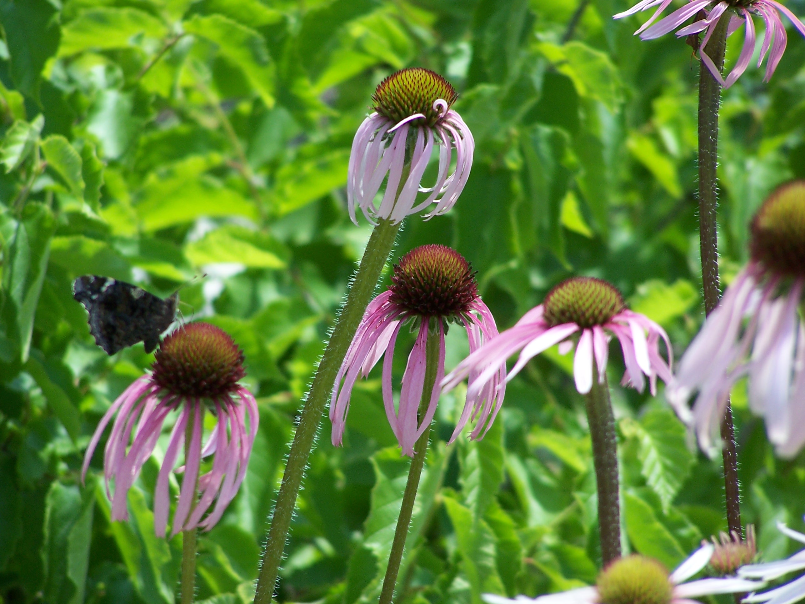 Pale Purple Coneflower Pale Purple Coneflower
