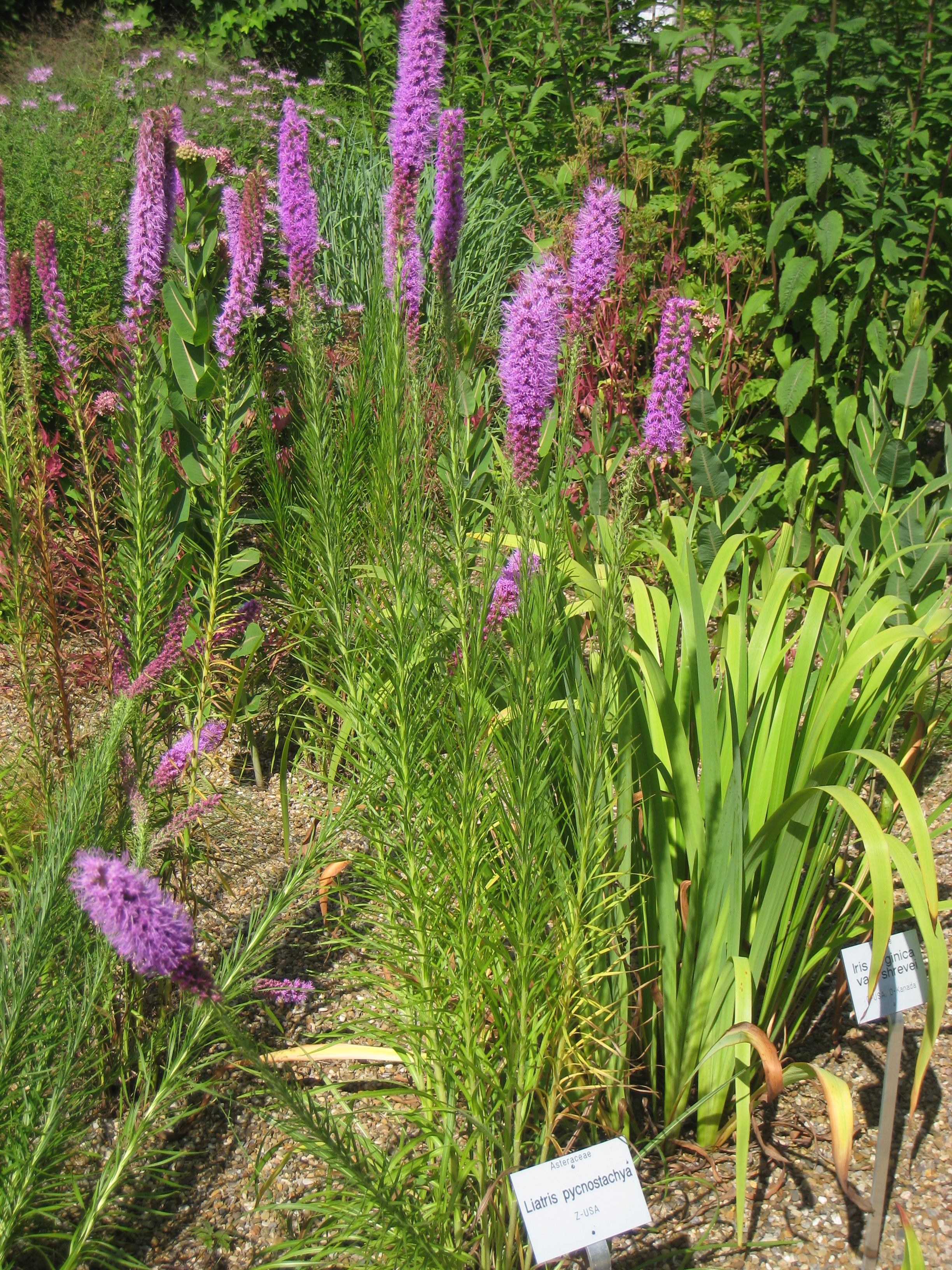 Prairie Blazing Star