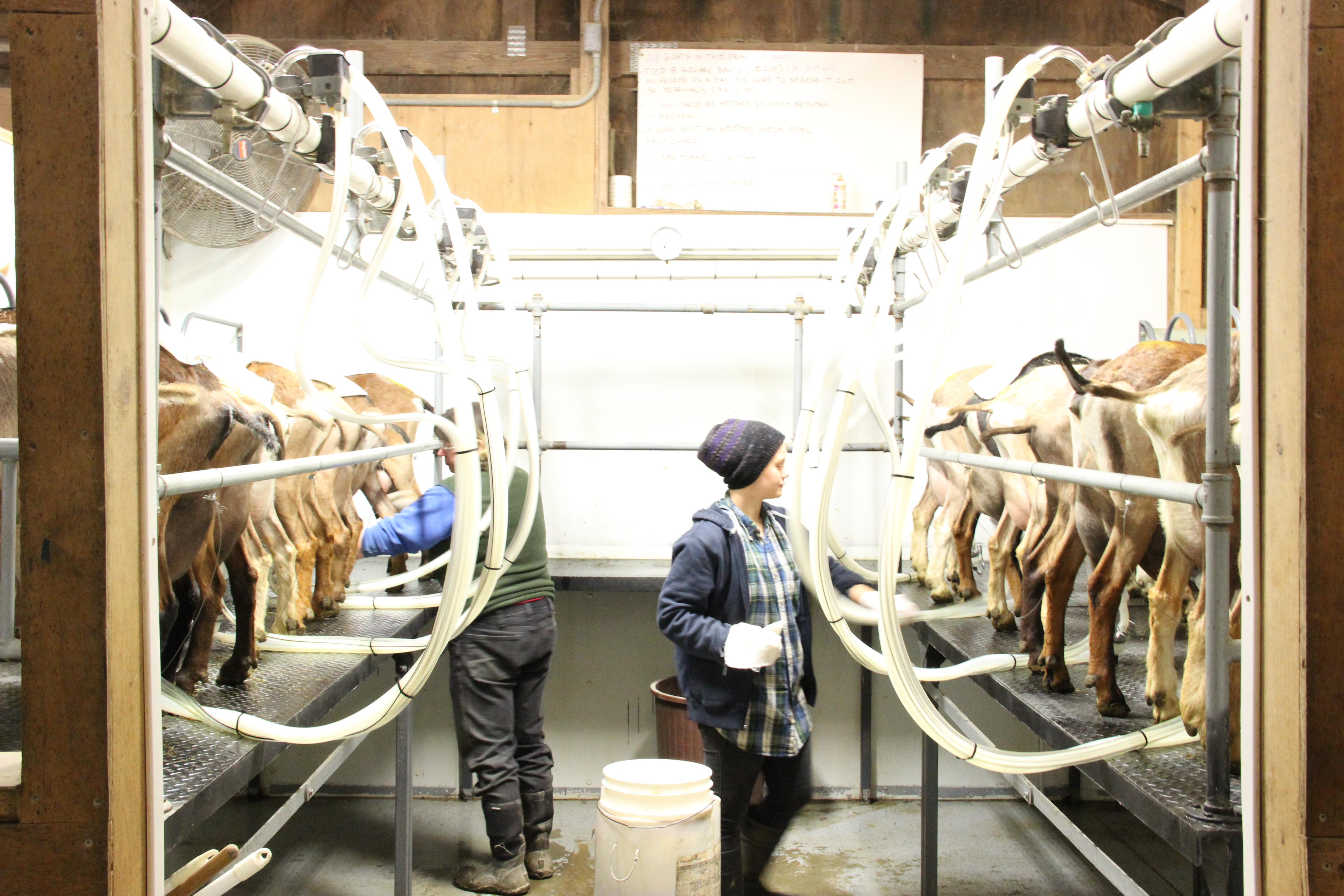 Goats being milked at Sprout Creek Farm Goats being milked at Sprout Creek Farm