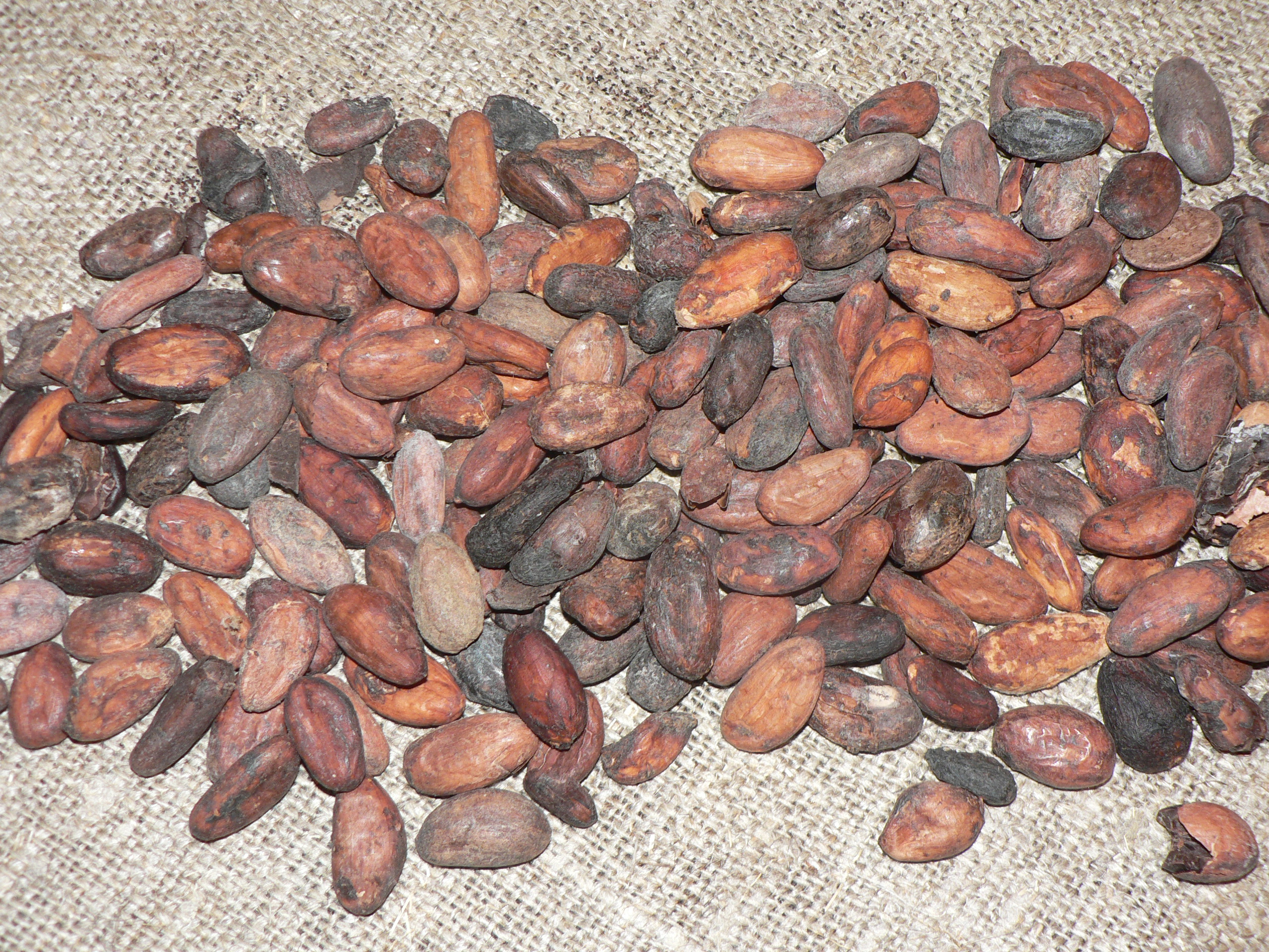 Raw cocoa (Theobroma cacao) beans