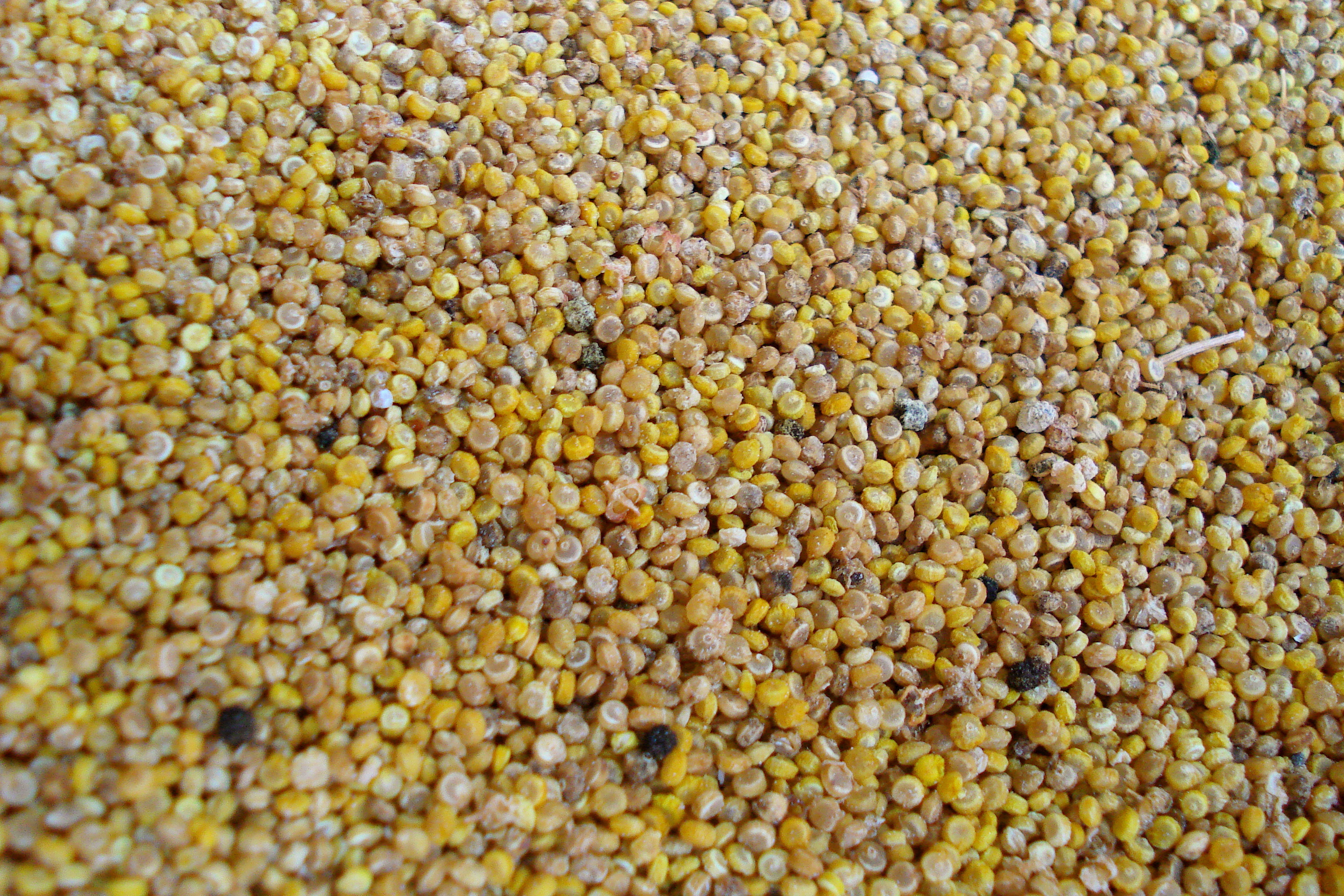 Quinoa