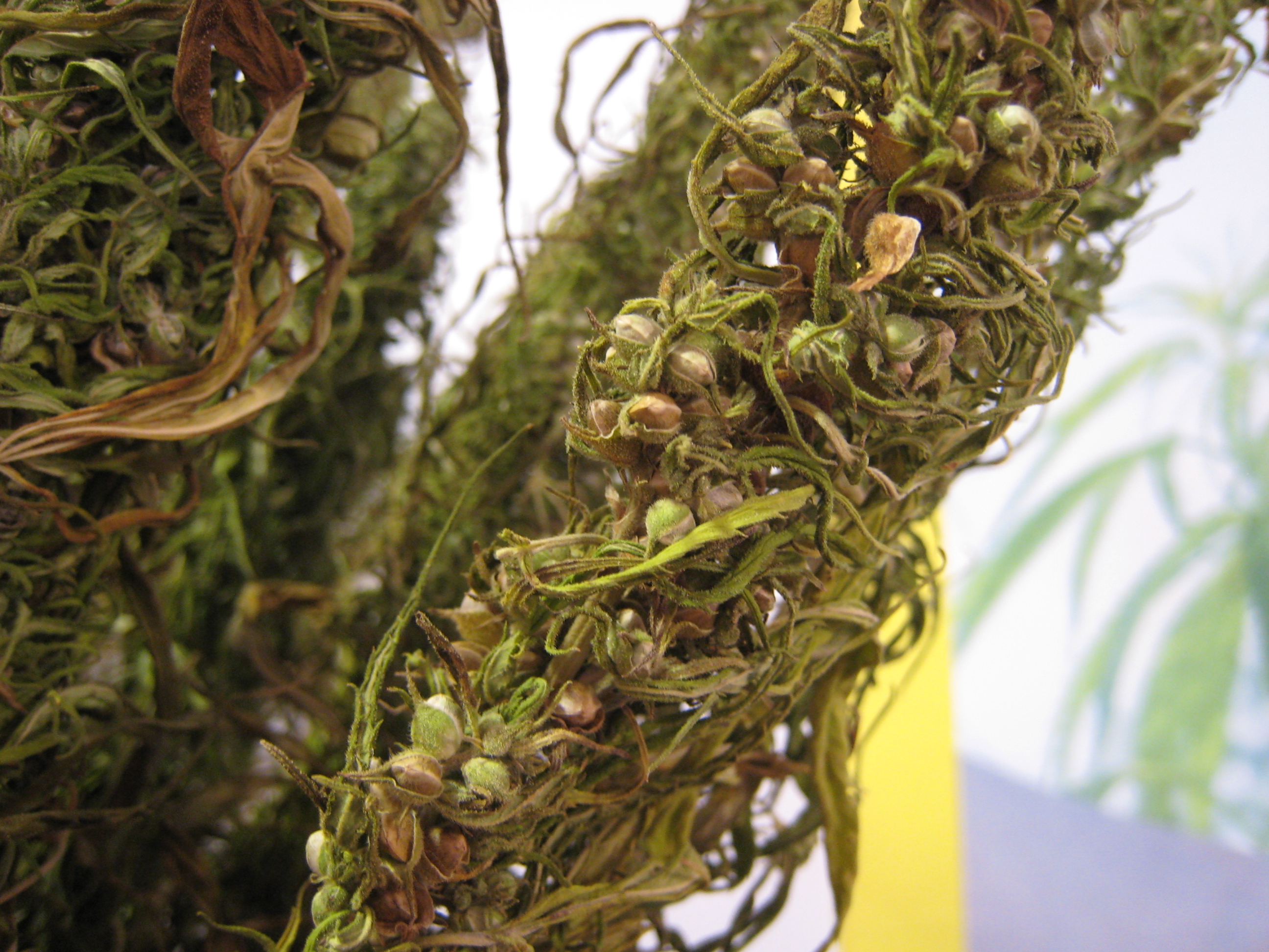 Hemp seeds on a dried plant