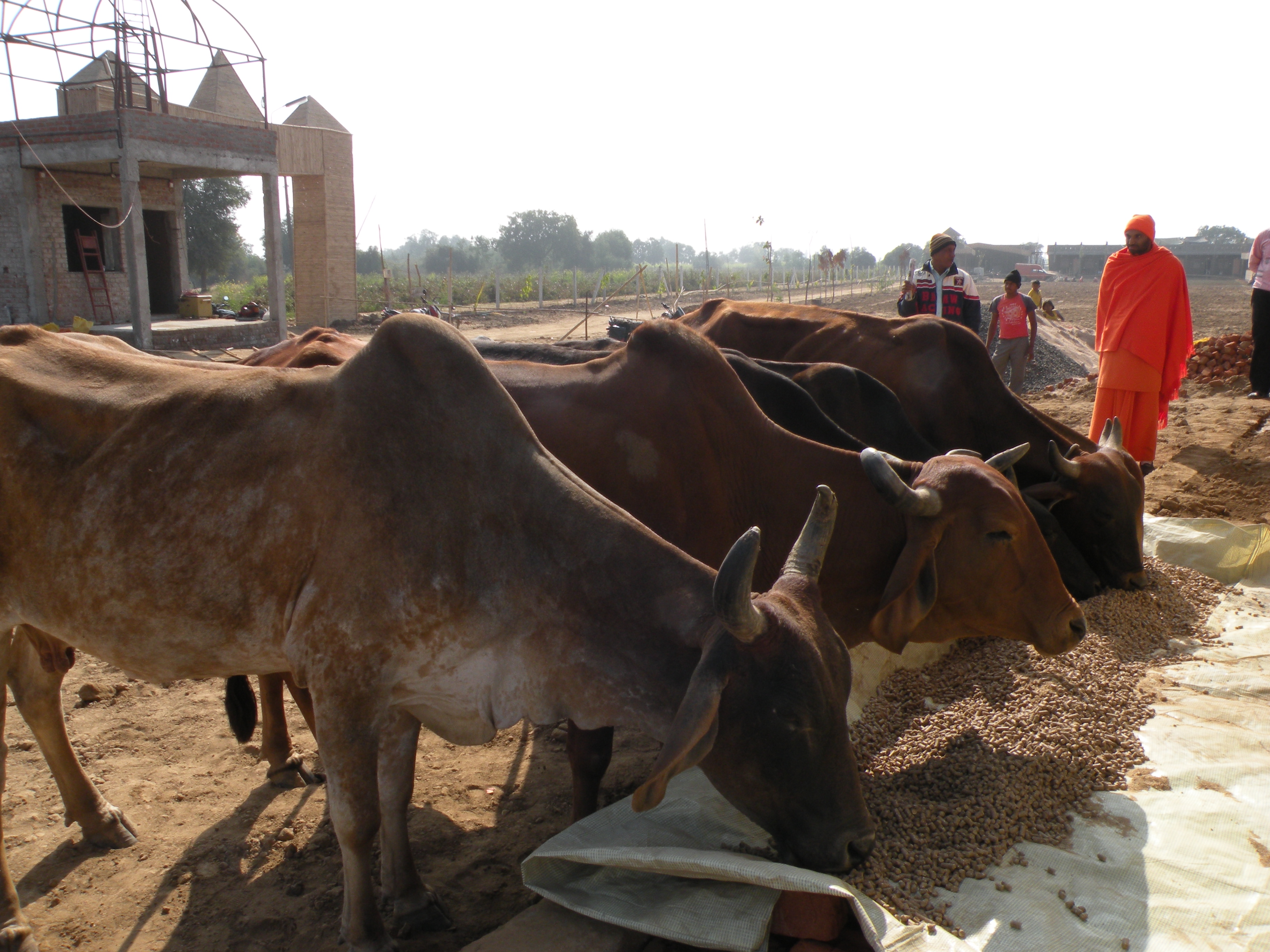 Activity of lakulishdham Ashram Activity of lakulishdham Ashram