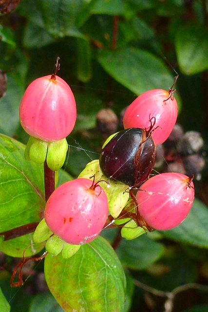 Ripening Tutsan berries (Hypericum androsaemum) Ripening Tutsan berries (Hypericum androsaemum)