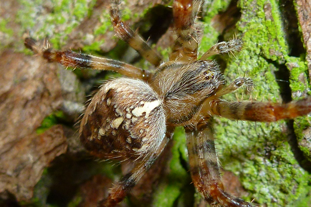 Garden Spider (Araneus diadematus)