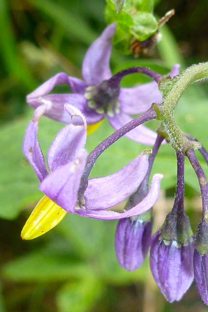 Woody Nightshade (Solanum dulcamara)