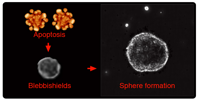 Human RT4 bladder cancer cells (RT4P) undergo apoptosis and subsequent blebbishield formation (Left panel: Schematic) by bleb-bleb fusion. Blebbishields in turn fuse to each other to form cancer stem cell spheres (Right panel:Photograph). Human RT4 bladder cancer cells (RT4P) undergo apoptosis and subsequent blebbishield formation (Left panel: Schematic) by bleb-bleb fusion. Blebbishields in turn fuse to each other to form cancer stem cell spheres (Right panel:Photograph).