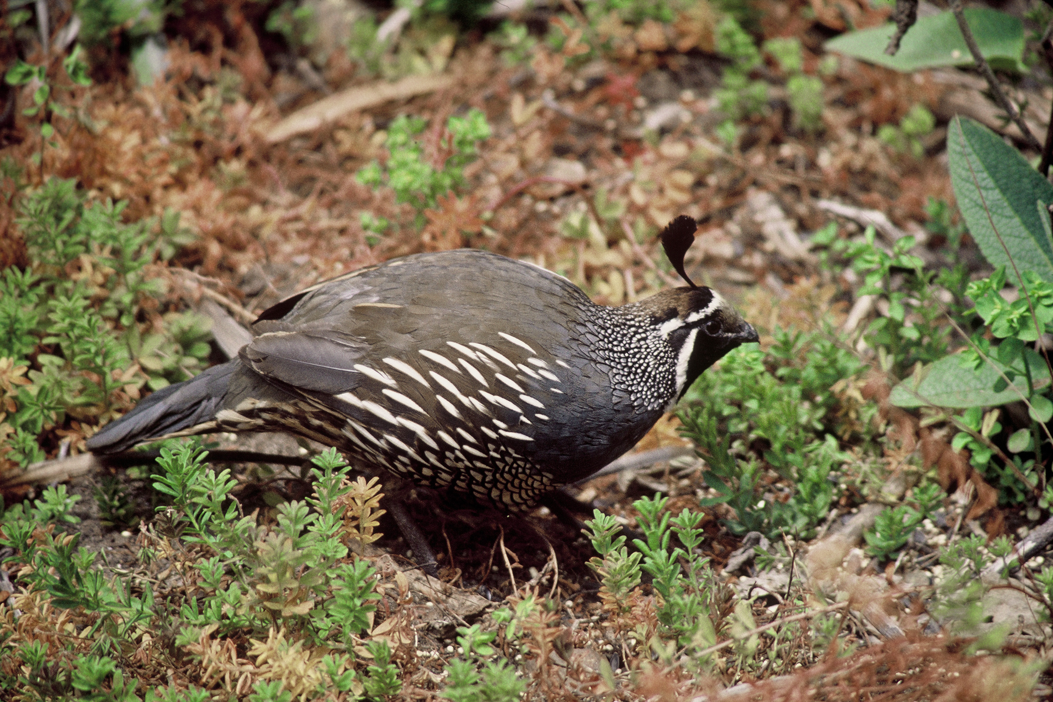 California quail
