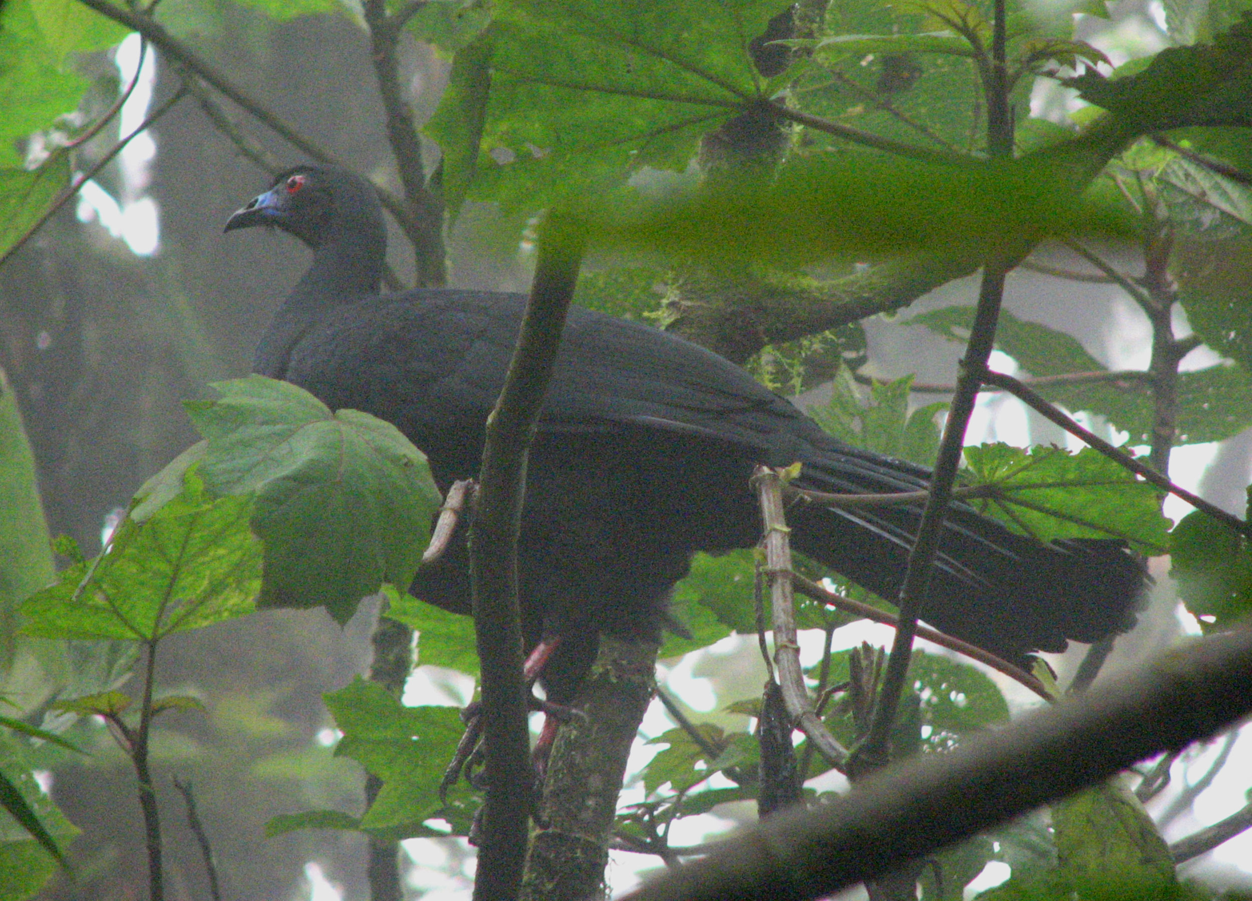 Black guan, Chamaepetes unicolor