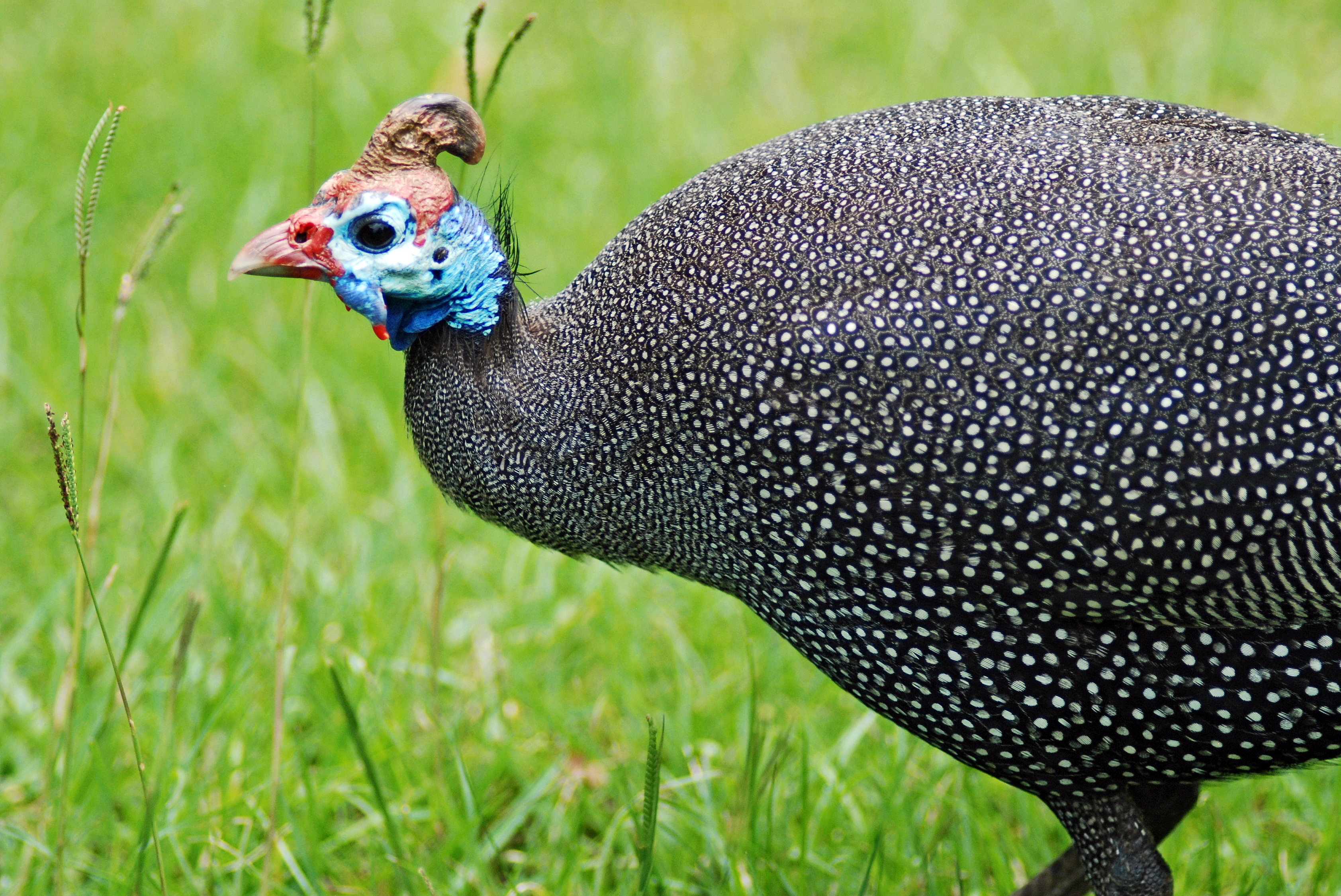 Helmeted guineafowl (Numida meleagris)