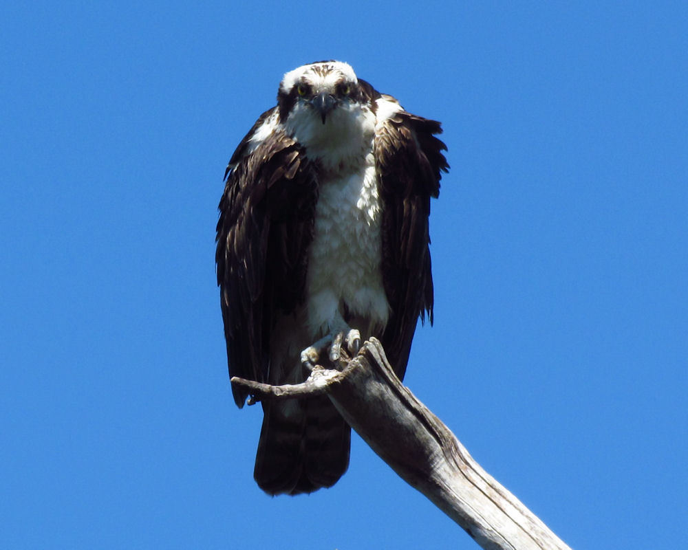 Osprey