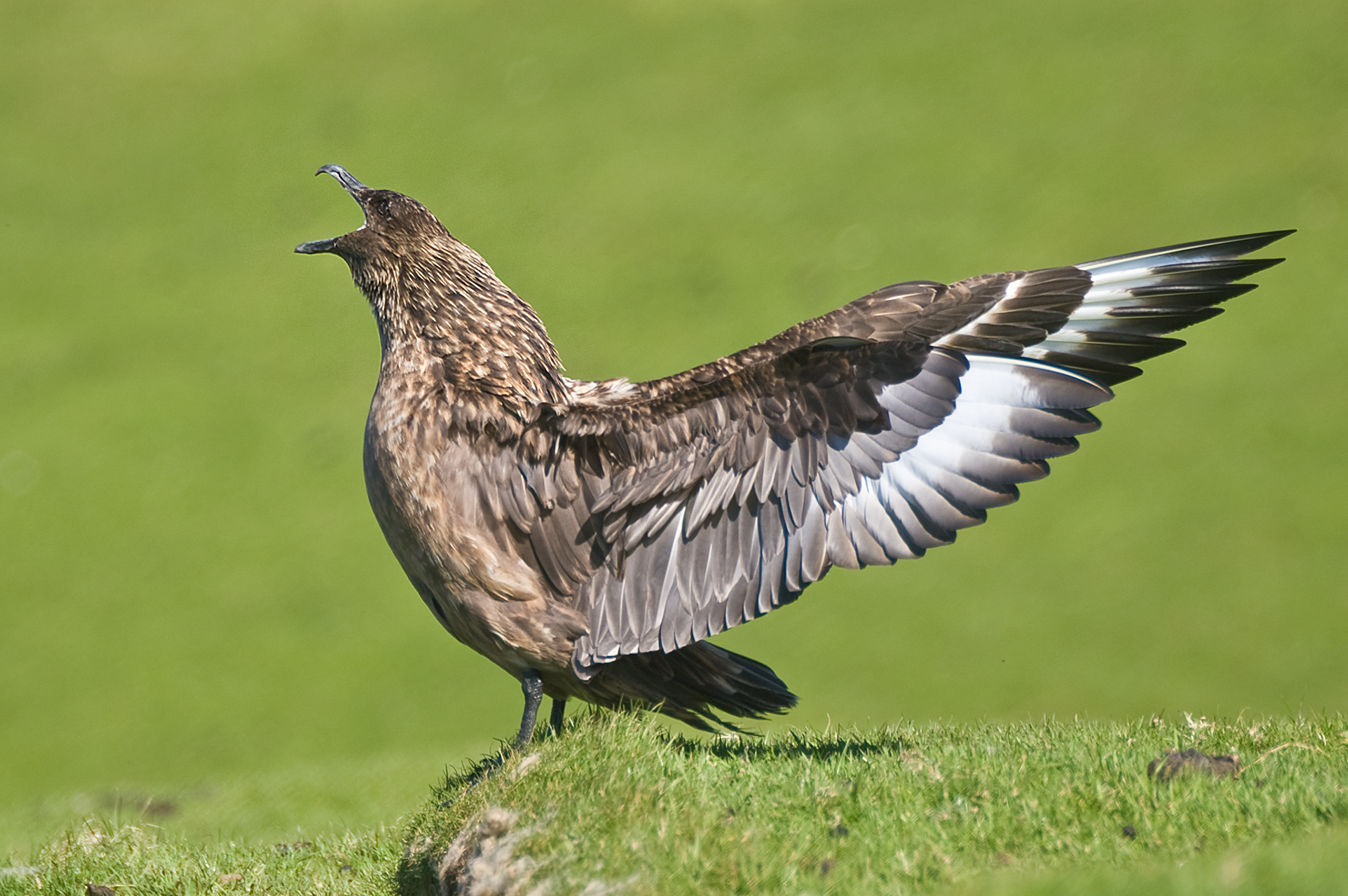 Great skua