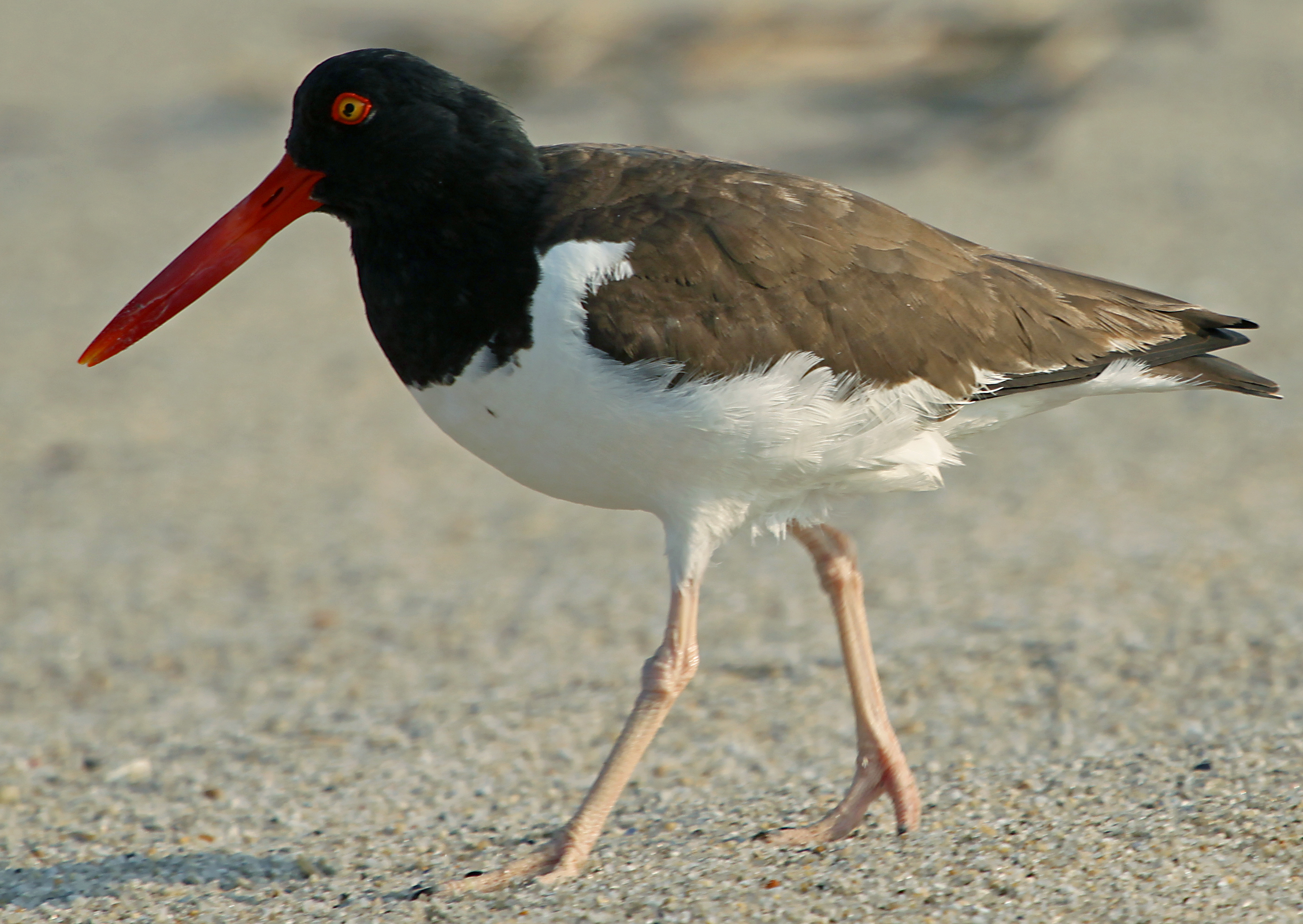 American oystercatcher