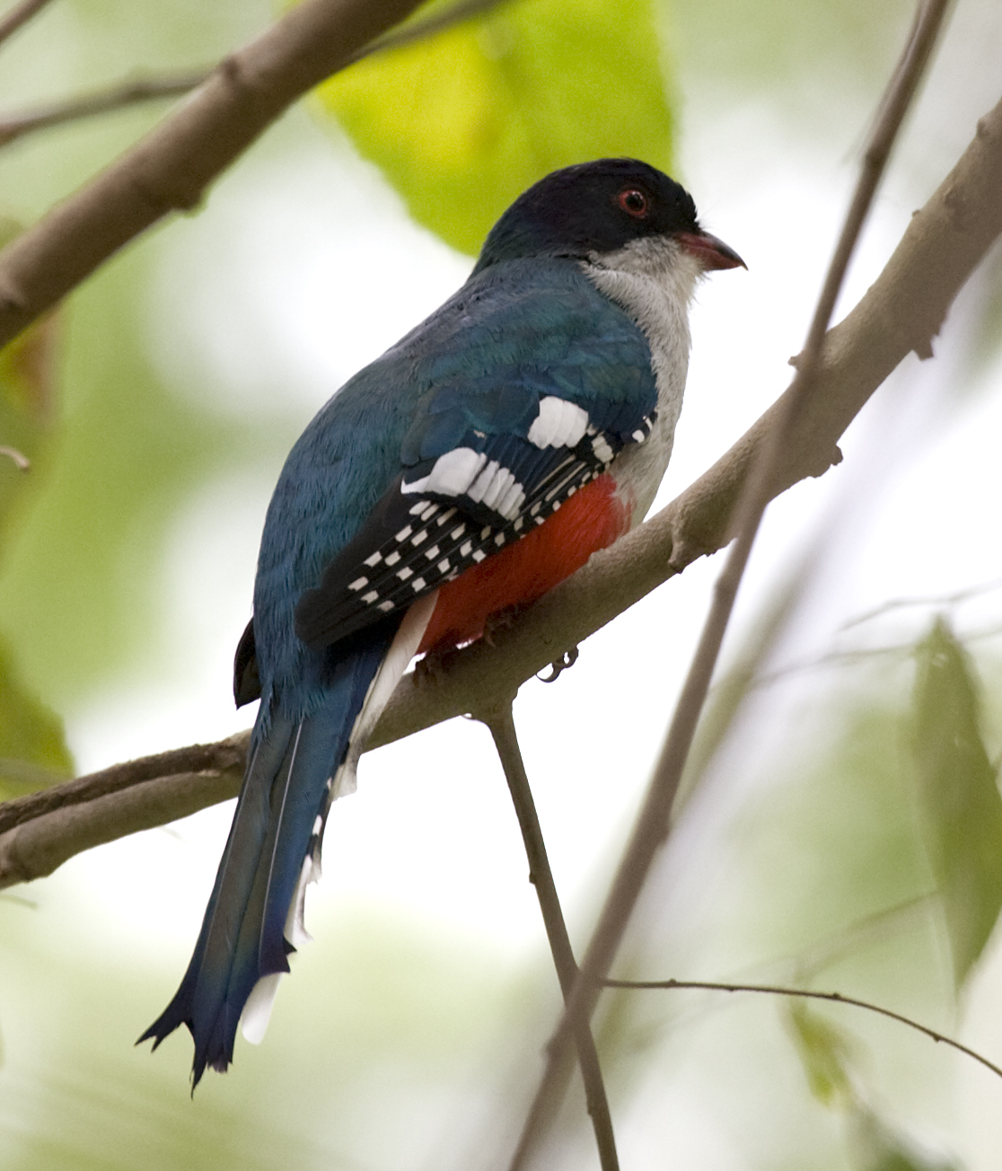 Cuban trogon