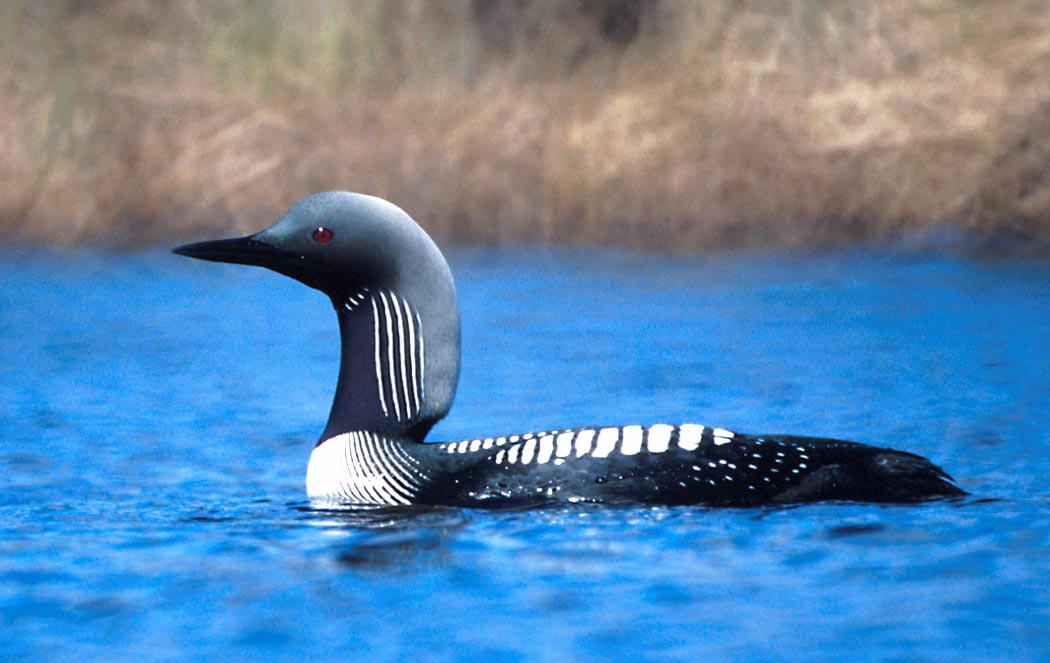 Pacific loon