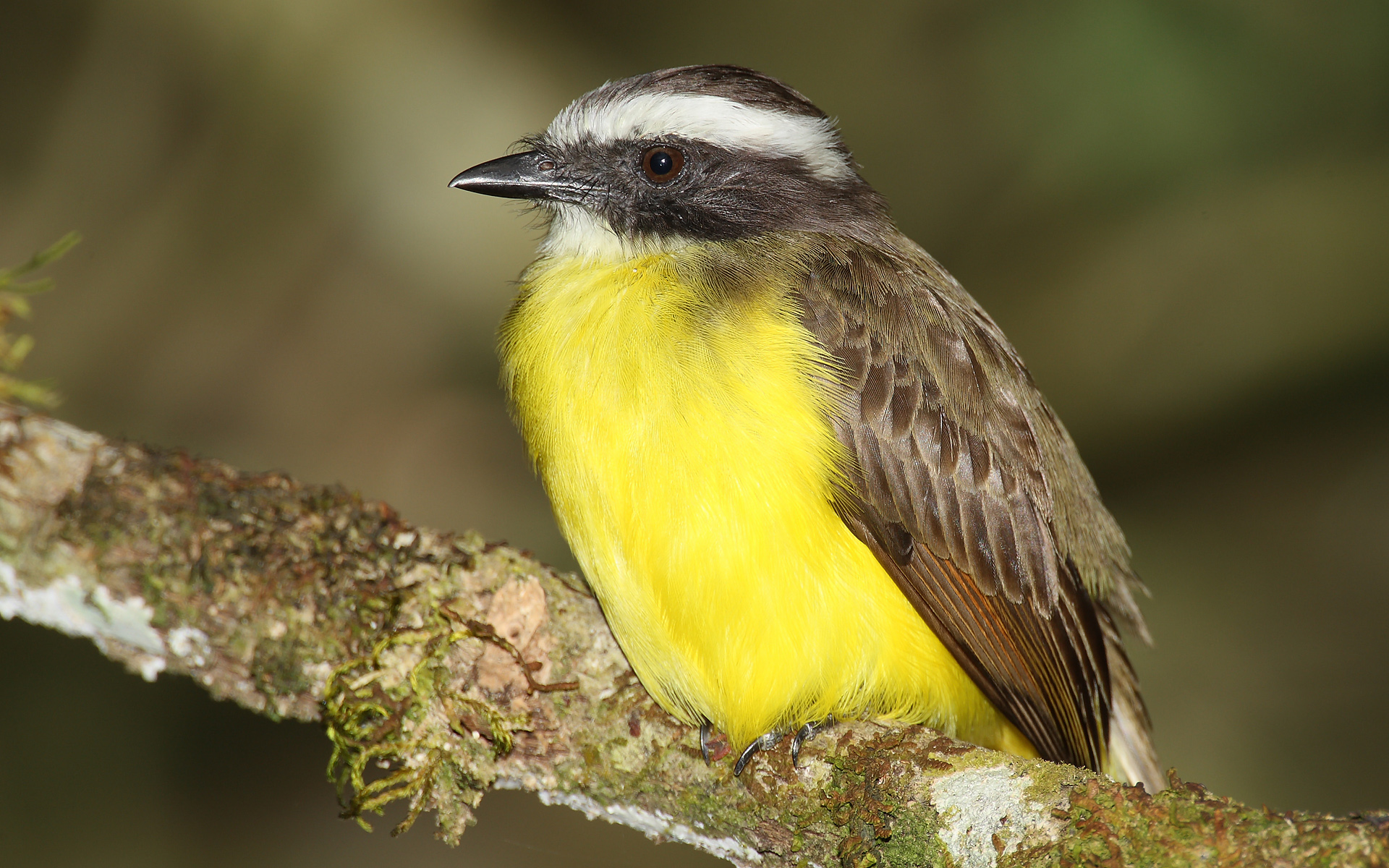 Great kiskadee