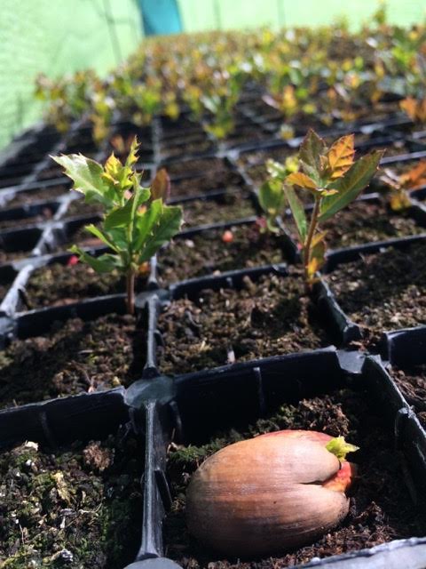 Acorn