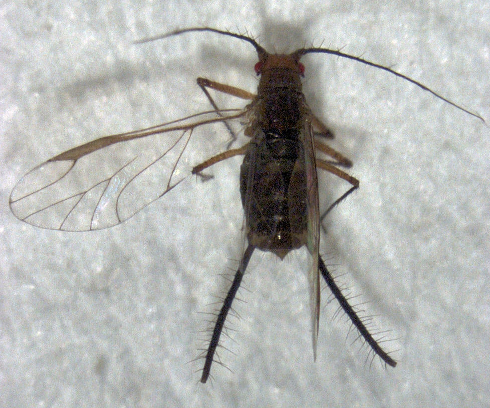 Greenidea ficicola was one of the species described in 1921.