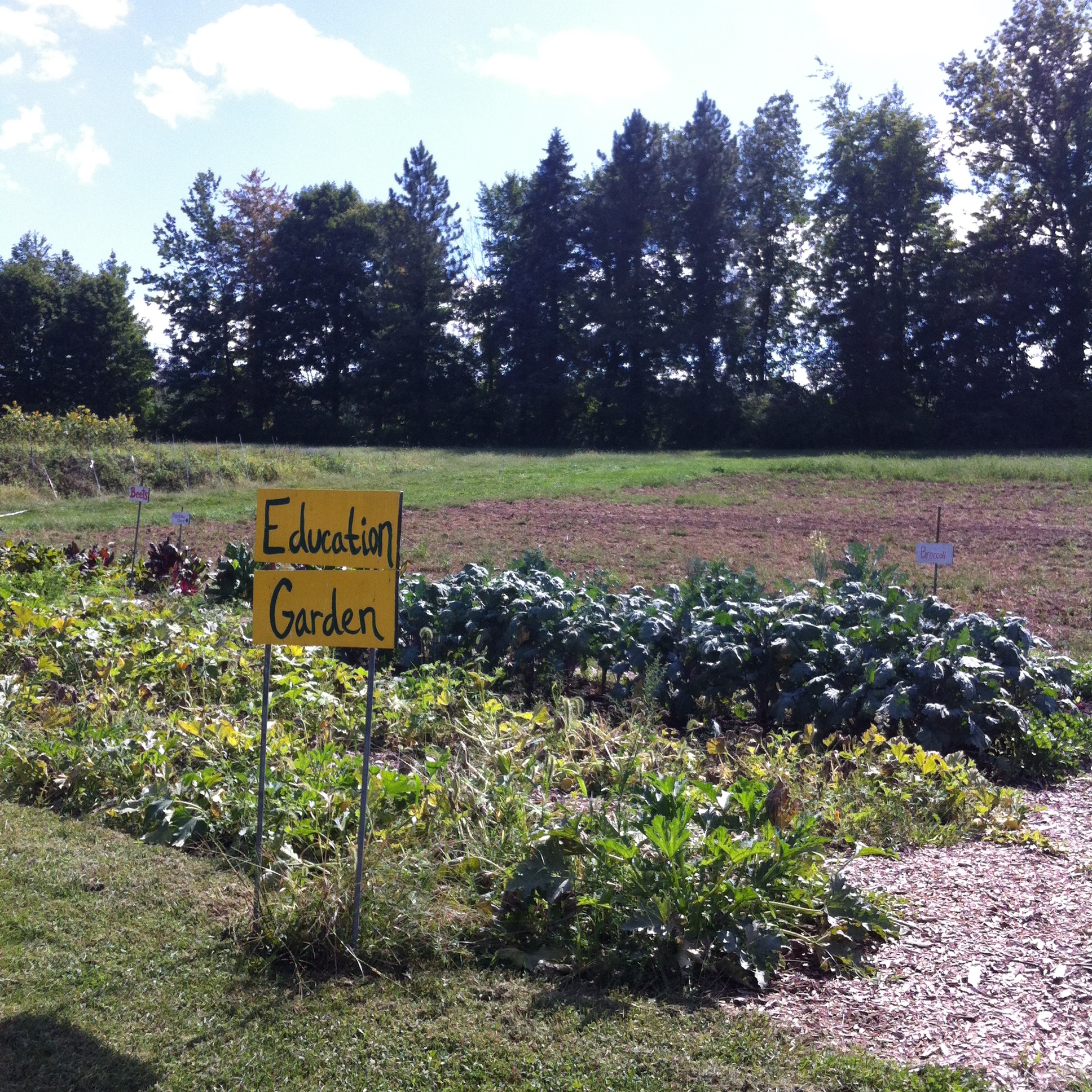 The educational plot of vegetables and plants of Phillies Bridge Farm Project 2015