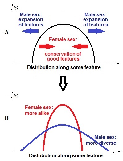  | image-width=300| Figure 2. . Shapes of distribution of phenotypes and functional roles of two [...] partitions of species. (A): Evolutionary Theory of [...] points out to the evolutionary value of the bisexual system (males expand and females conserve the beneficial characteristics of their species), reflected in [...] differences in the shape of distribution (B) and [...]-specific behaviour