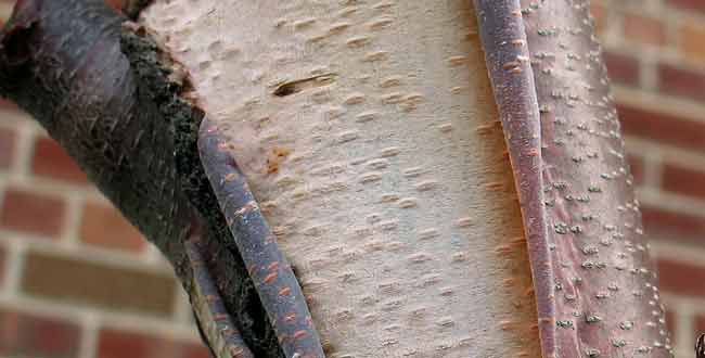 Peeling bark and horizontal lenticels