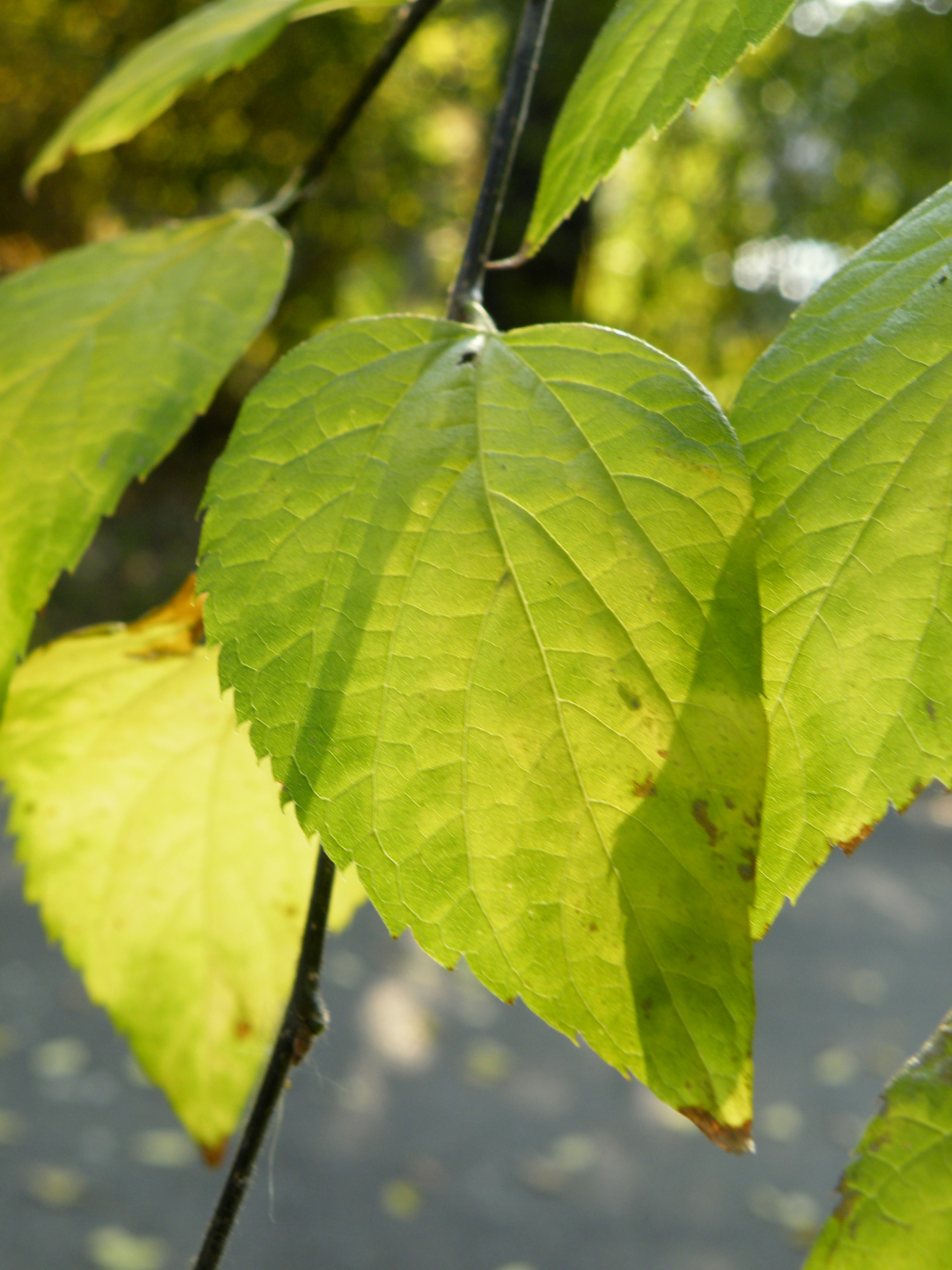 Plinervy leaf venation of Celtis occidentalis. (Three main veins radiating from the base of the leaf to the margin)