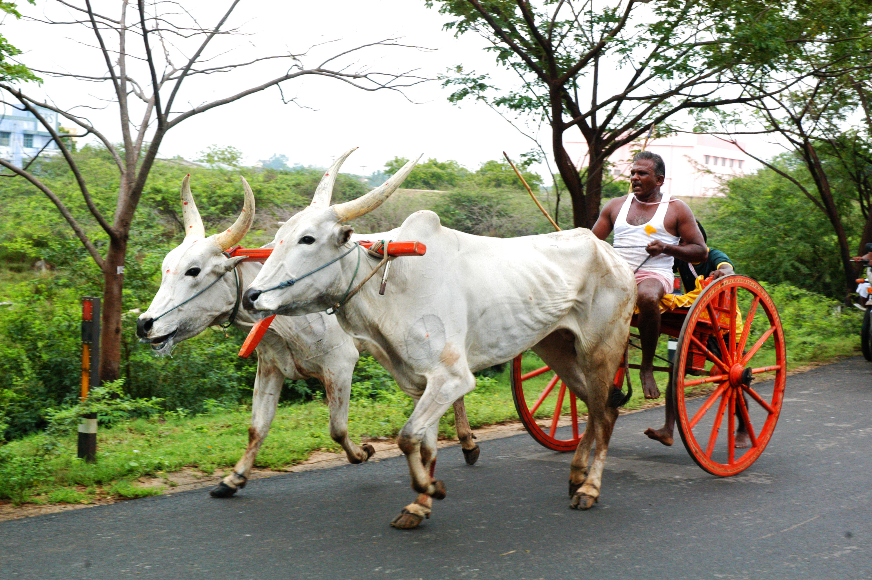 Rekla, bullock cart race