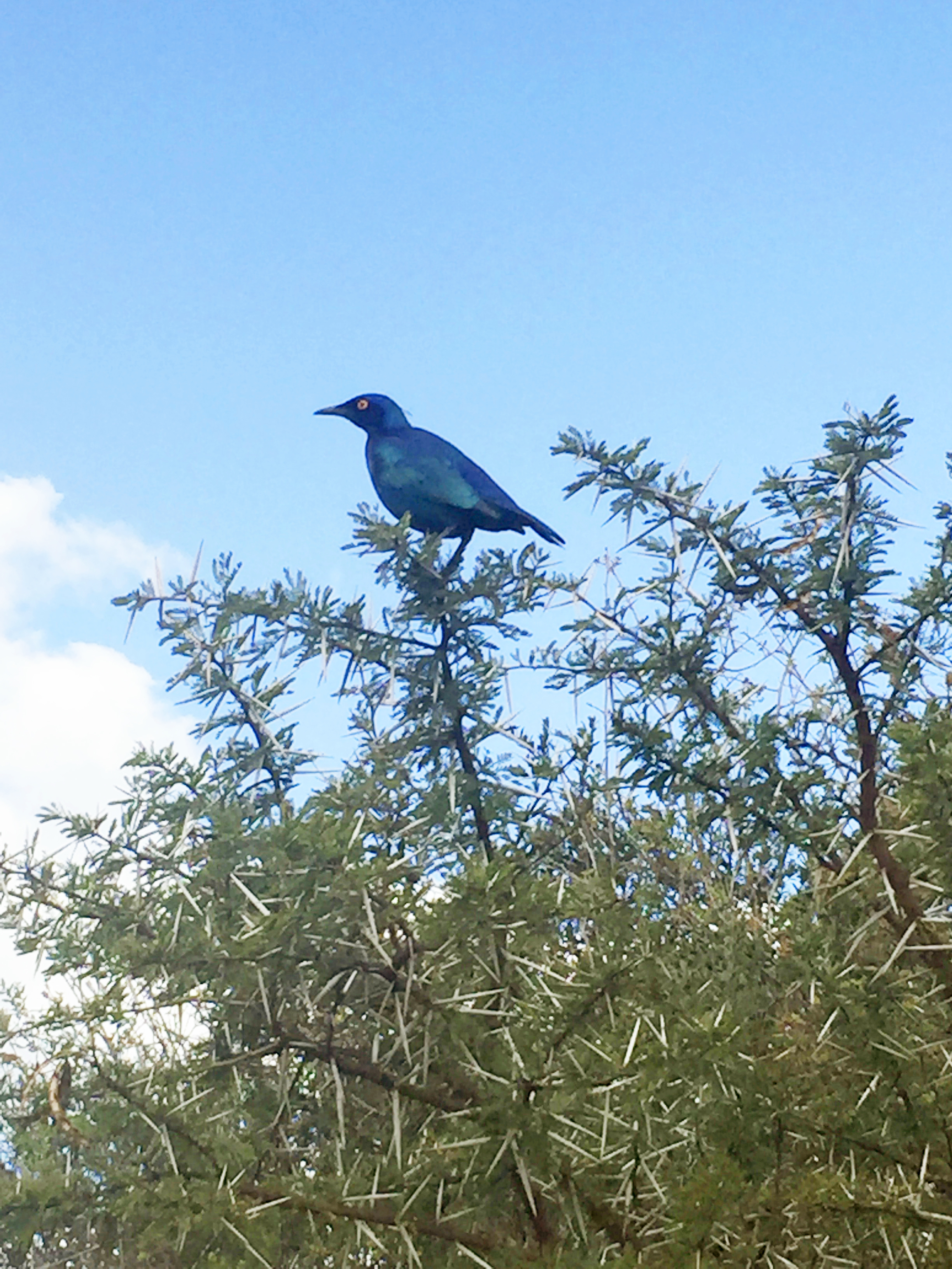 Lamprotornis