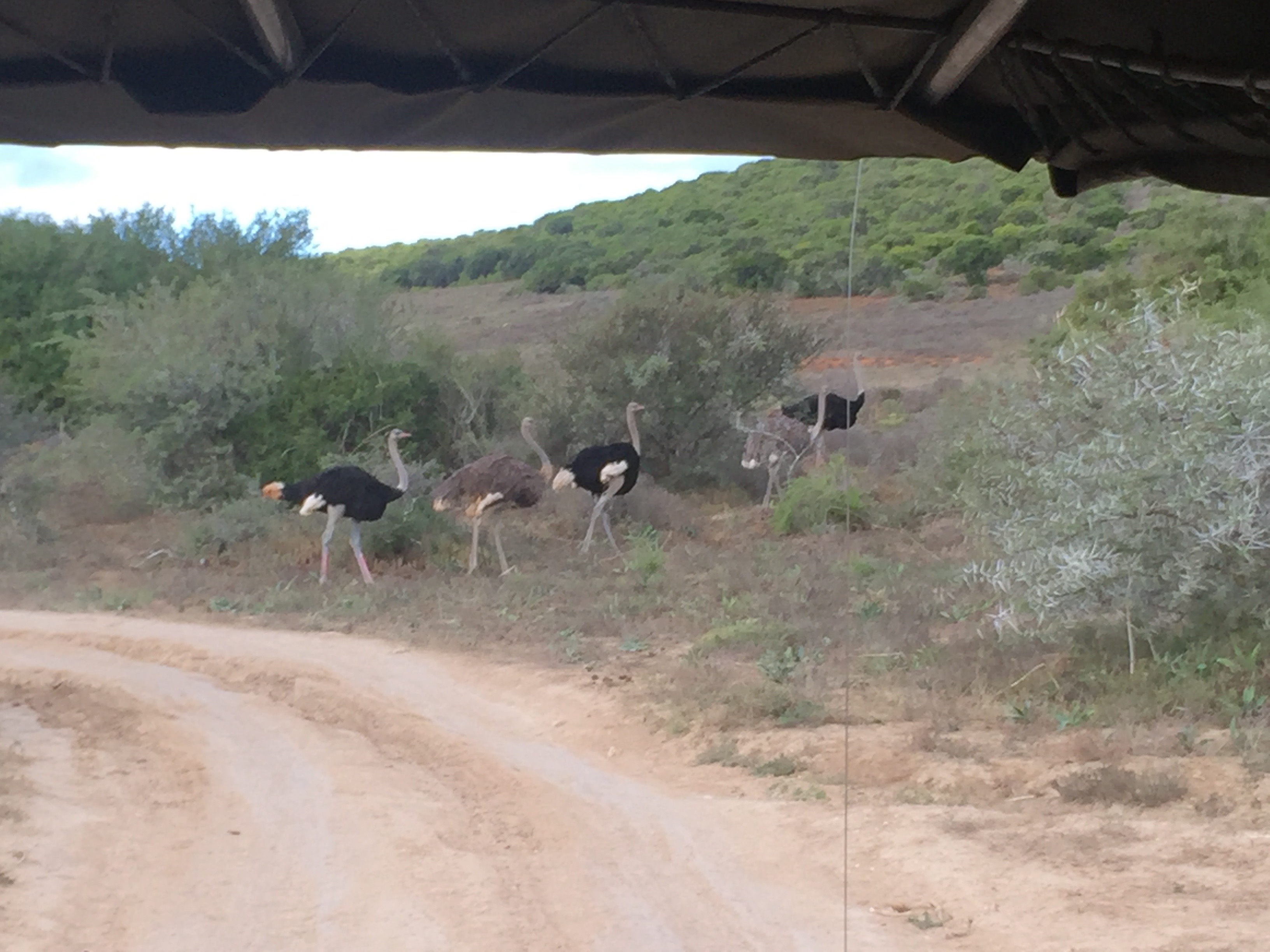 Ostrich