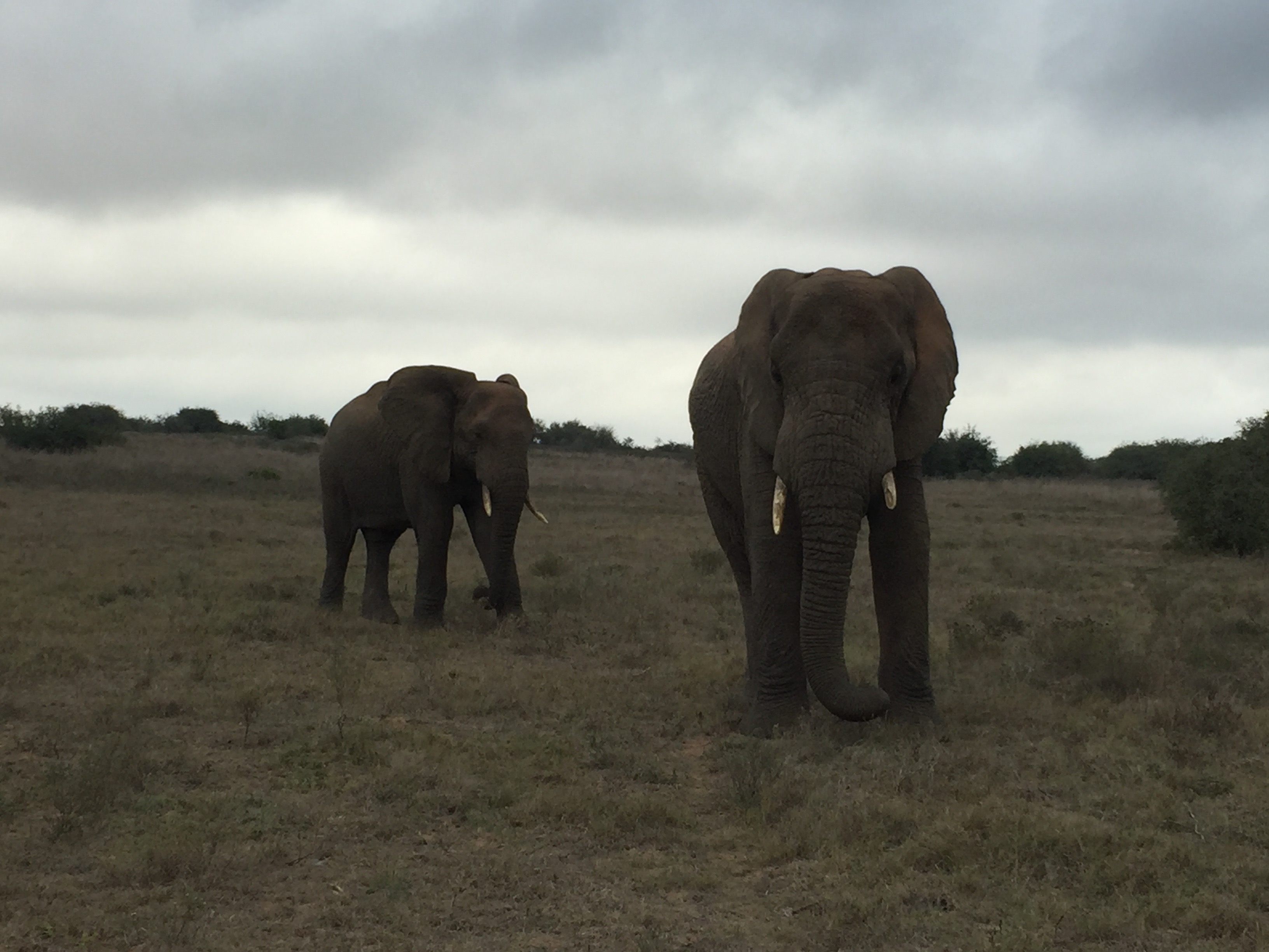 African elephant