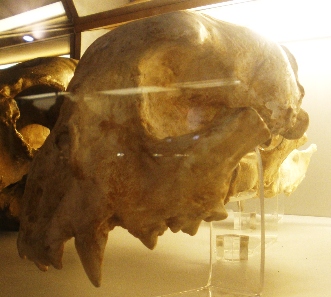 Cranium of the giant cheetah Acinonyx pardinensis or Sivapanthera pardinensis