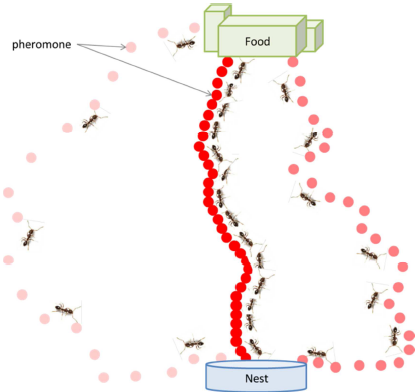 Stigmergic exploration in the swarm of ants in PB-DNA.